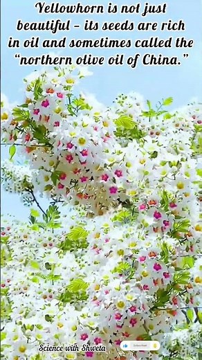 Amazing Yellowhorn Tree 🌼 | The Beautiful Xanthoceras sorbifolium