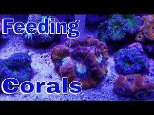 Target Feeding Coral - What I Use to Feed My Corals.