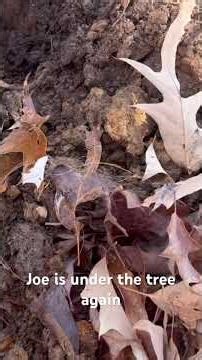 How many targets will Joe find under this stinkin Tree? #metaldetecting #missouritreasure #treasure