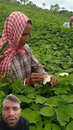 Spine Gourd (Teasle Gourd, or Kakrol) Farming Success – The Power of Early Pollination #shortsfeed