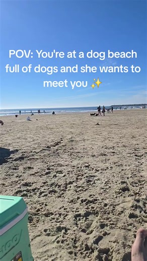 Tails the Fox and Dog Beach Adventure