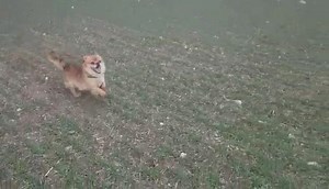 4.1K views · 183 reactions | Pasidžiaukime Princo laisve ;-) | Šiaulių letenėlė | Facebook