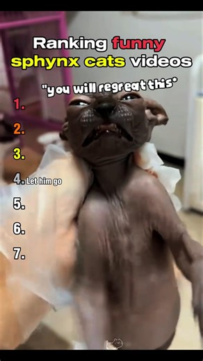 Ranking Best Sphynx Cat Moments