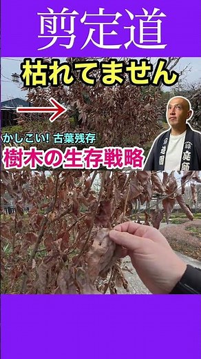 Huh? Is it dead? How to tell and the clever survival strategies of trees explained #pruning #gard...