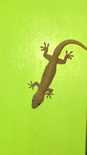 Angry Lizard Sounds | #shorts