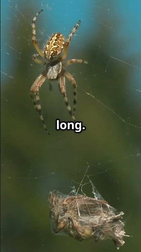 Meet The Cat Faced Spider: Natures Feline Lookalike‼️