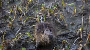 Invasive species costs global economy €391bn per year - UN report
