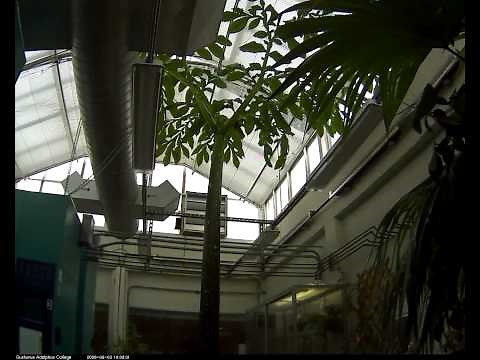 3 year time lapse video of Corpse Flower