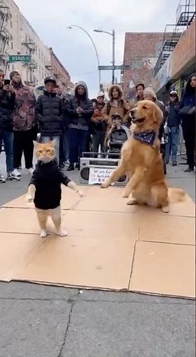 Bronx Breakdance Battle: #Cat vs Dog