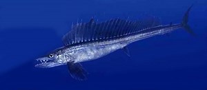 The Strange Lancetfish