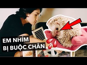 Câu chuyện của em nhím bị cột chân