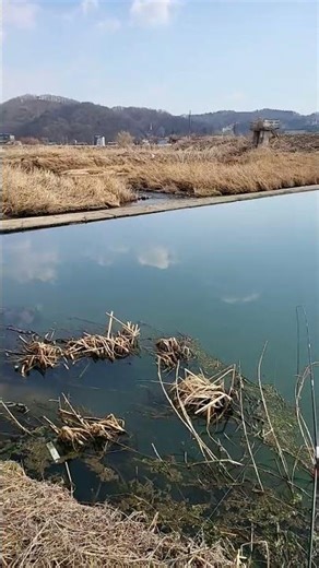이천복하천 민물낚시 수로낚시 겨울낚시 물낚시 짬낚시 현장