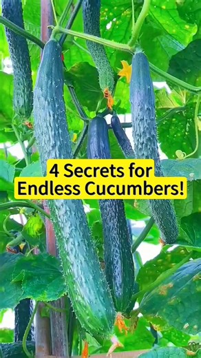 Simple method of growing cucumbers #cucumber #Method #plants #reelsfbシ | Lee Yumi