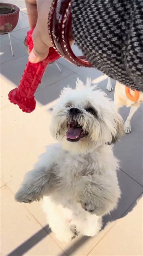 Labrador and lhasa apso playing together funny video #dogvideos #dogs #dog