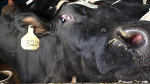 Ottawa County herd tests positive for bovine tuberculosis