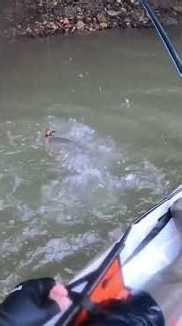 雨の力とキワの💪 #トップウォーター #fishing #バス釣り #bassfishing