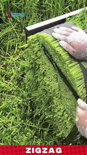 Grass Fodder Processing Method for Efficient Animal Feed Preparation