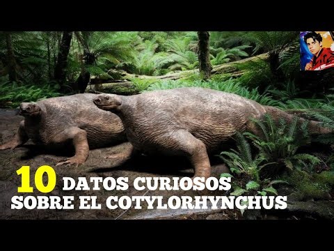 10 Datos Curiosos Sobre El Cotylorhynchus