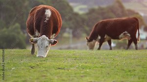 beautiful cattle in Australia eating grass, grazing on pasture. Herd of cows free range beef being regenerative raised on an agricultural farm. Sustainable farming of food crops. Cow in field