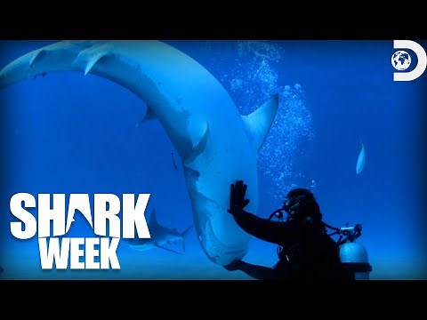 Most Frightening Moments from Shark Week: Sharksanity 2014 | Discovery