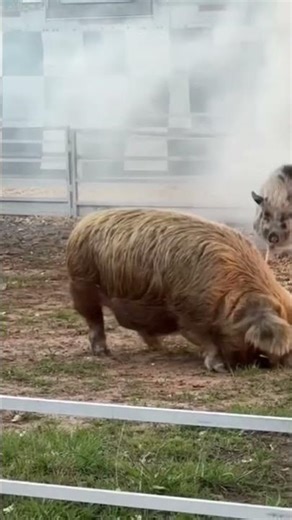 Wild & Hilarious Pig Races! 🐷🏁 #shorts