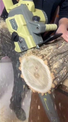 Giant Wood Log Cut into Perfect Round Slices