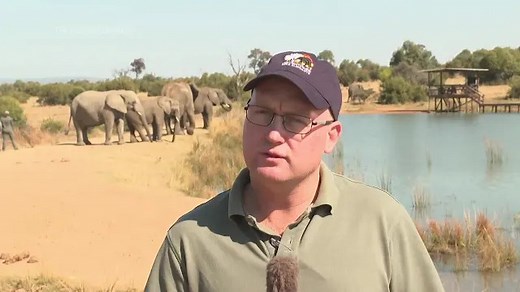 Conservation unit in South Africa explains its protection and research work on World Elephant Day