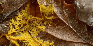 Watch the Strange Intelligence of Slime Mold in This 'Slime Lapse' Video