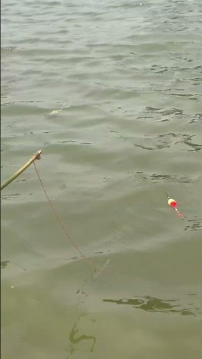 Huge Fish on the Line | Epic Fishing Battle! #OutdoorAdventure #River#CrazyFishWorld #FishingVideo