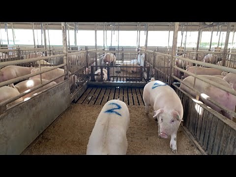 手乗りに注射 豚小屋ツアー 11月21日