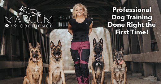 Aggressive Dog Training Columbus Ohio | Marcum K9