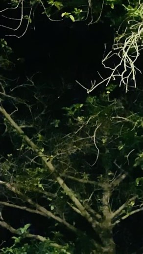 Horror sound #ghost #horror #horrortok #horrorstories #viralvideo #explore #horrorshorts