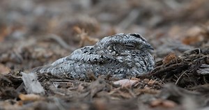 Common Poorwill Similar Species to, All About Birds, Cornell Lab of Ornithology