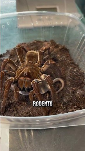 Goliath Bird-Eater: Bigger Than Your Hand 🕷️🔥 #natureismetal