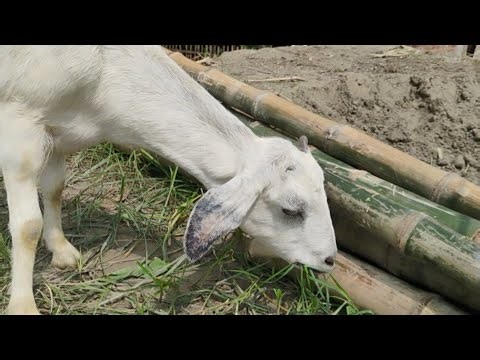 Cute Goat Eating Grass | Relaxing Animal Video