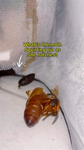 Its the way the pupa at the back was wiggling when it landed on her 😂 #moths