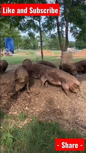 A - Z of Free Range Pig Farming #pigfarming #pigrearing #pig #sow #boar #piglet #fyp #foryou #usa