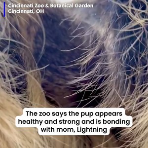 2K views · 53 reactions | Adorable!  The Cincinnati Zoo announces the birth of a baby sloth. >> https://bit.ly/3X0uV19 | WSMV 4, Nashville | Facebook
