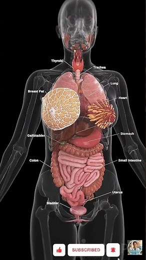 Human Anatomy 101: A Complete 3D Visual Guide 🫀 #anatomy #viral #science