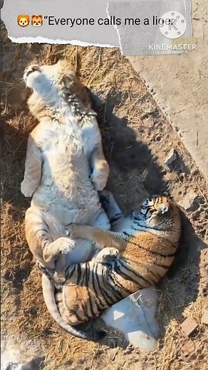 "Tiger" " lion" "LIGER"