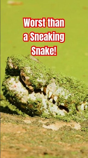 ALLIGATOR Camouflage