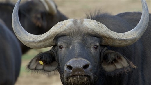 This Cape Buffalo Is The Boss and You Do Not Want to Mess With Him