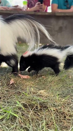 Just some adorable baby skunk chaos to brighten your Wednesday! 🦨