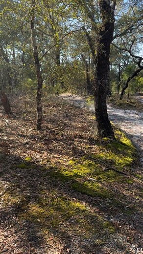 Miss Mabel The Lab on Instagram: "Dad can’t keep up with me. Speed…I am speed. 🚲 🐕 🏁 We’ve got trails in the woods near my house. I love it when Dad takes me exploring. #labrador #mountainbike #labradorretriever #labsofinstagram"