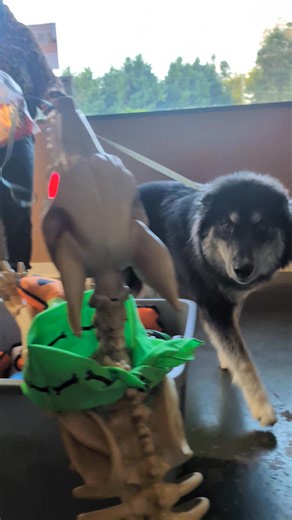 7.8K views · 34 reactions | Happy Howl--ween! | Funnybones for Dogs | Facebook