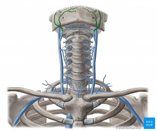 Facial vein