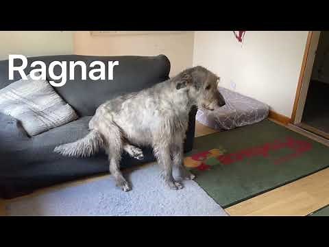 Meet Austonley Irish Wolfhounds