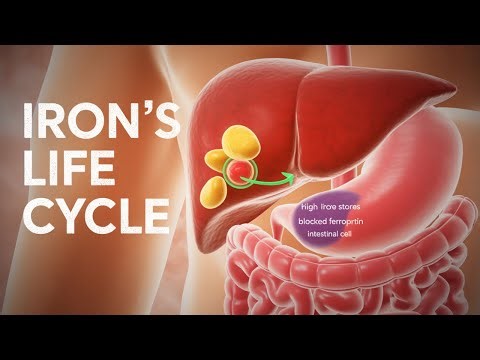 Iron Deficiency vs Iron Overload: A Dangerous Game