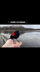 Red-winged Blackbird calling 🎶 | Jocelyn Anderson Photography