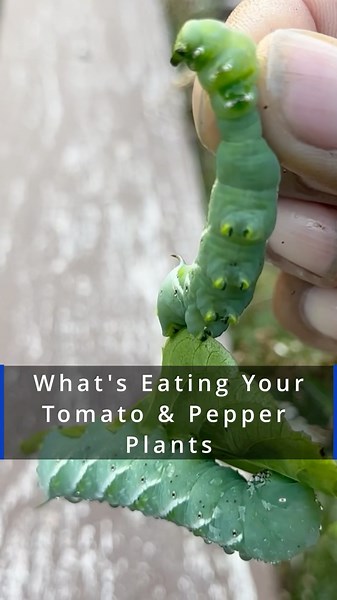 What’s eating your peppers and tomato plants